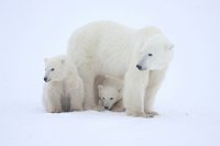 145 - TWO CUBS WITH MOM - JOHNSON NORMAN - united states <div